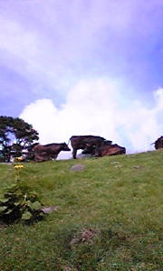 長野・山梨でワイン三昧!_b0016474_23325965.jpg