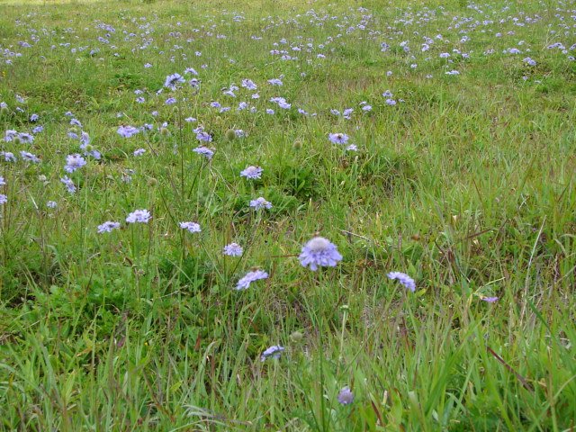 No.0364　池の平湿原の夏_f0104277_8331521.jpg