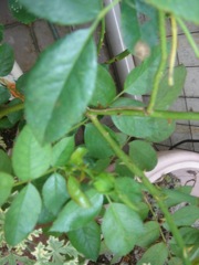 2008年8月15日 まとめてアップ!暑くてだらだら。。いいわけだね。 _b0098584_13373916.jpg