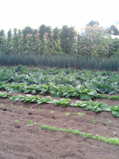 e0126302_1824981.jpg