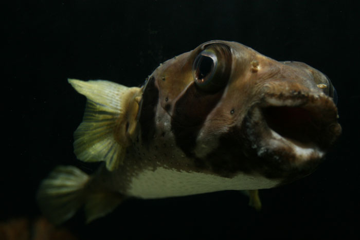 ヒトヅラハリセンボン 水族館ふりーく