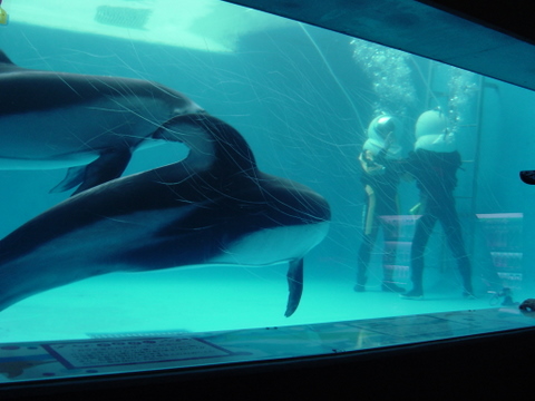 新江ノ島水族館　　隠れスポット！_a0093509_22382127.jpg