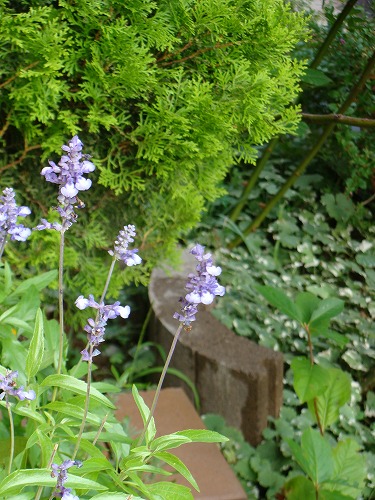 f0170524_16142566.jpg