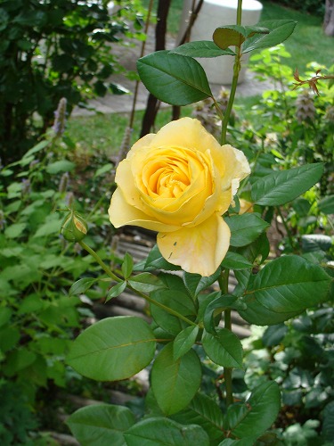 f0170524_1672783.jpg