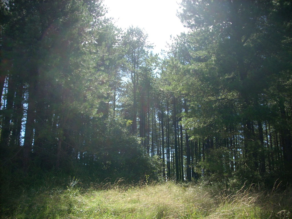 d0145528_76519.jpg