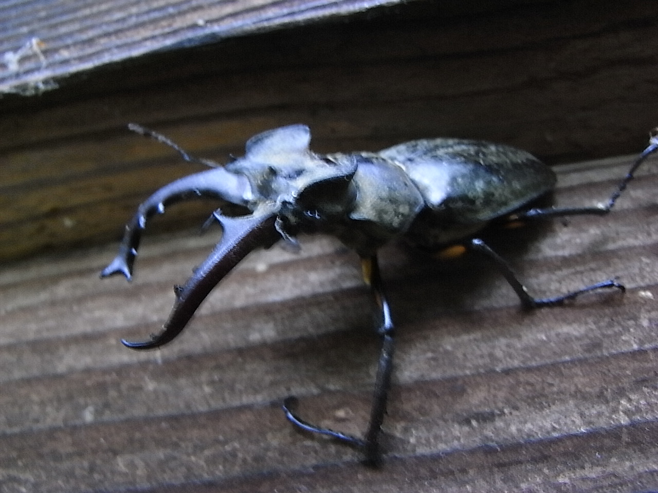 この夏の生き物たち_c0145438_9414555.jpg