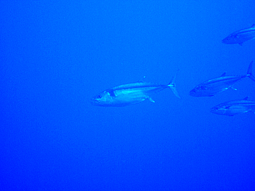 ここ数日の・・・_d0113459_9475718.jpg