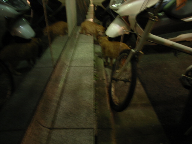 \"LOVE VOICE\"ってこんなこと。_c0140560_16445977.jpg