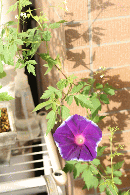 d0100192_2313459.gif