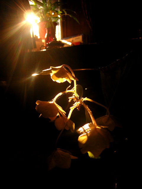 d0088611_19193272.jpg