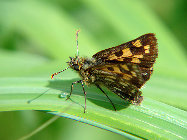 タカネキマダラセセリ : 一寸の虫にも五分の魂
