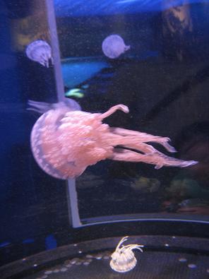 新江ノ島水族館_c0145717_8162481.jpg