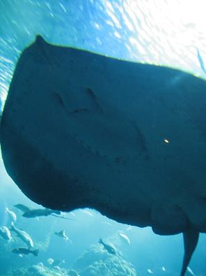 新江ノ島水族館_c0145717_827436.jpg