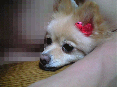 b0075318_22333747.gif