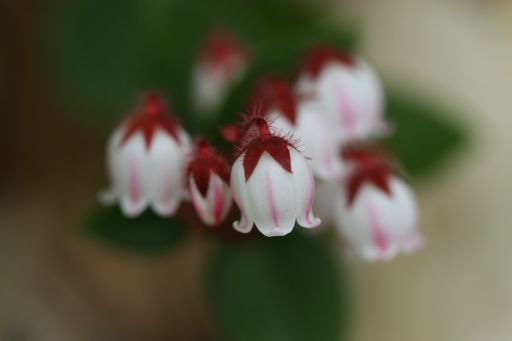 白馬花散歩１　栂池自然園  　アカモノ_a0040021_0281695.jpg