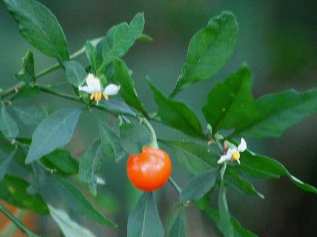 冬珊瑚 フユサンゴ 花の仲間調べ