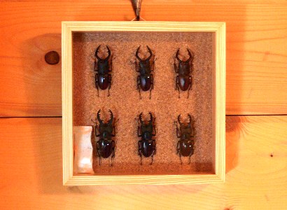 山小屋のインテリア クワガタの標本 のはなし アカゲラ君の虫眼鏡 山小屋のインテリア クワガタの標本 のはなし アカゲラ君の虫眼鏡