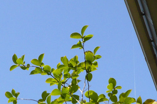 c0131544_10235917.jpg
