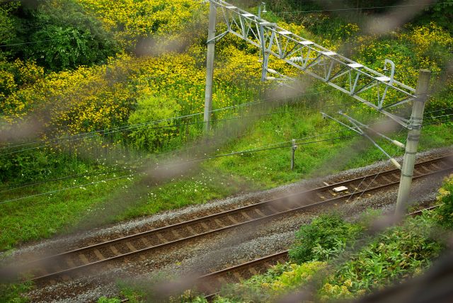 普通列車に揺られて　　　　　　　_b0133447_188353.jpg