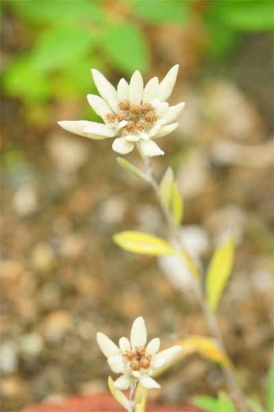 レブンウスユキソウ 礼文薄雪草 ー花言葉 初恋の感動ー 自然を撮る 花と木 自然を撮る 植物編