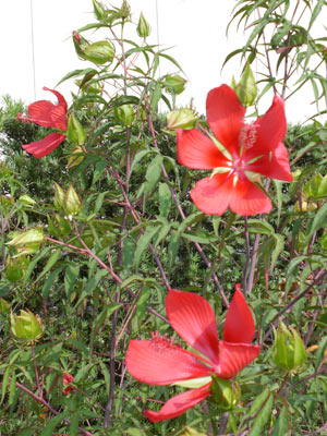 本日の花 もみじあおい 紅葉葵 別名紅蜀葵 こうしょっき 押花サロン希琳トピックスonline 本日の花 もみじあおい 紅葉葵 別名紅蜀葵 こうしょっき 押花サロン希琳トピックスonline