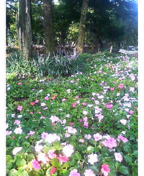 お花畑_b0086570_7363328.jpg