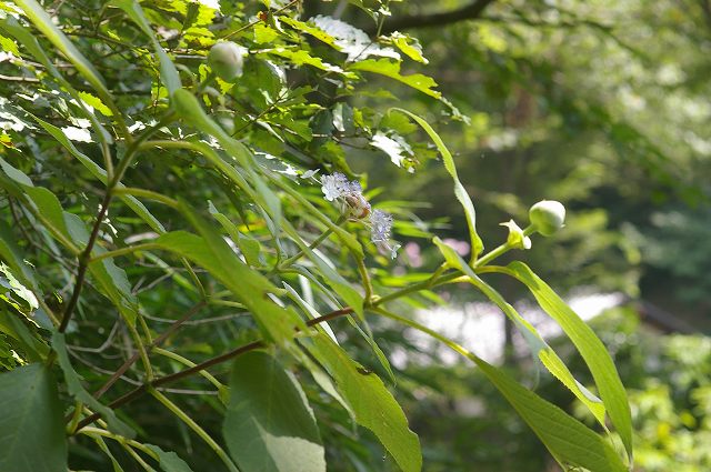 ■　夏の木の花　　　08.8.20　　　（ムクゲ、タマアジサイ、カクレミノ）_e0070891_1865013.jpg