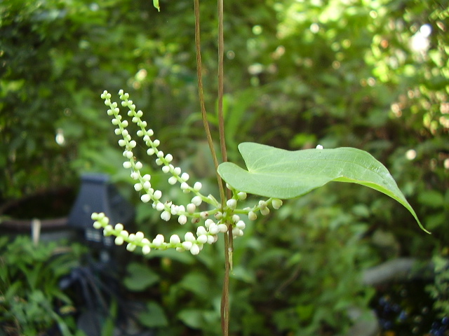 自然薯の花 Pcに挑戦 シニアの庭日記 自然薯の花 Pcに挑戦 シニアの庭日記