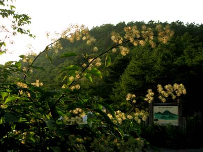 山ウドの花は打ち上げ花火_e0120896_19113194.jpg