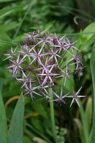 好きです アリウム 井上まゆ美のお仕事日和