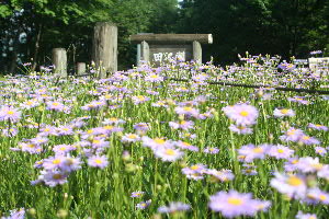 おおキノコ_c0121102_13161355.jpg
