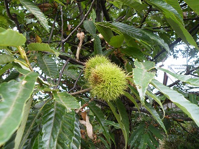 f0147602_1125145.jpg