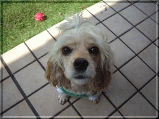c0128303_283928.gif