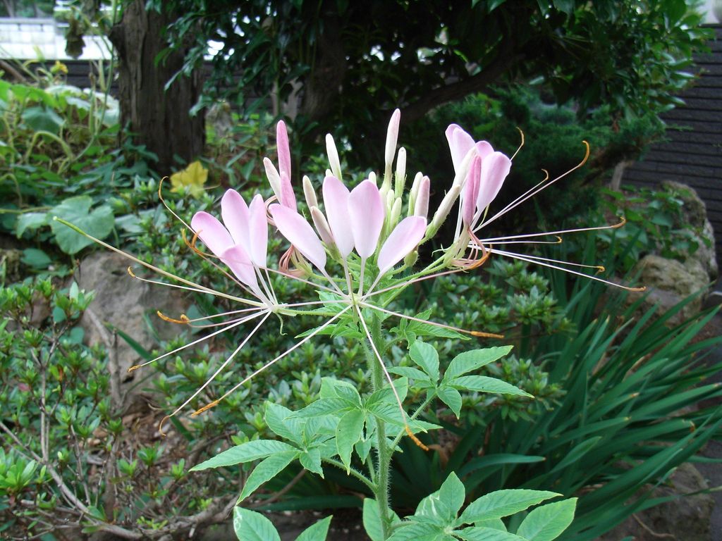 クレオメ 西洋風蝶草_c0025115_23263857.jpg