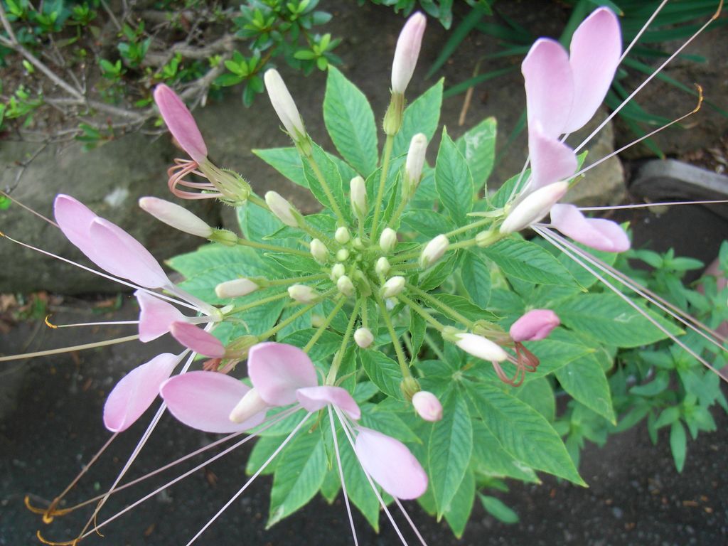 クレオメ 西洋風蝶草_c0025115_23355515.jpg