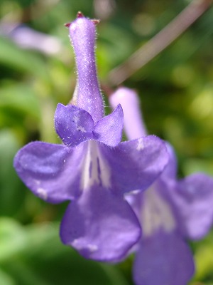 f0170524_160956.jpg