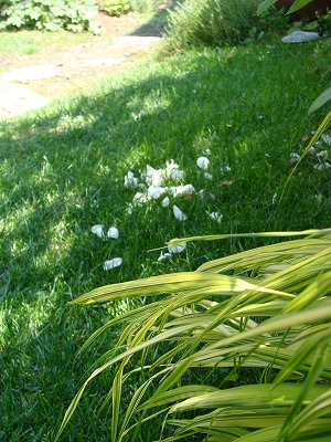 f0170524_1634254.jpg