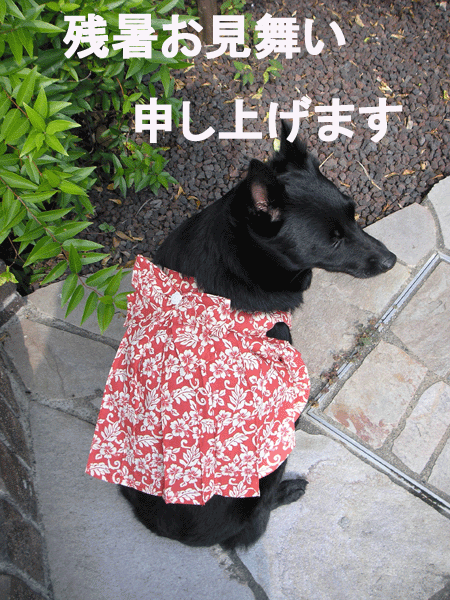 d0049135_13224228.gif