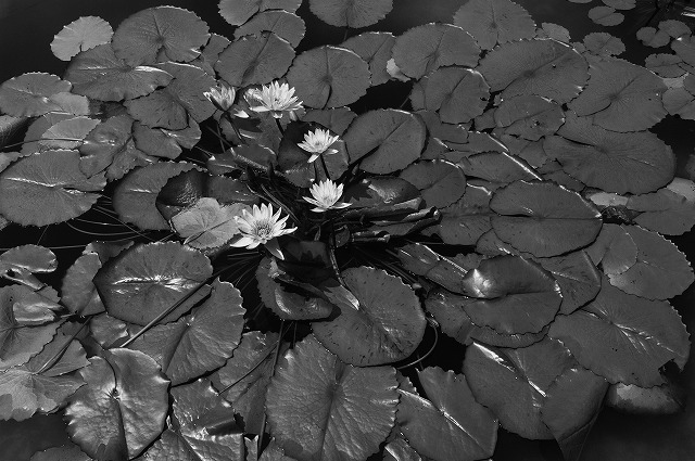 Water lilies in summer_a0009142_20133069.jpg