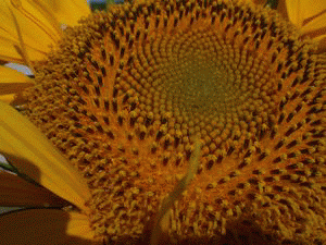 e0085772_052256.gif