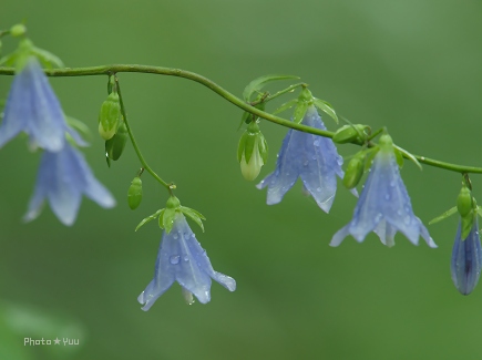 御岳山2・・その他の花_b0078874_1656341.jpg