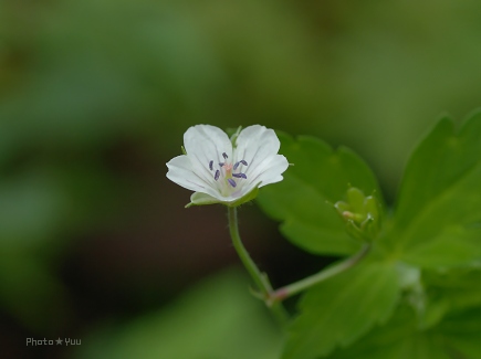 御岳山2・・その他の花_b0078874_18584239.jpg