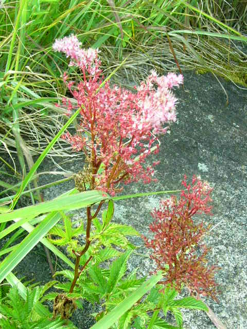 霧が峰・昨年８月下旬の花_e0145782_5564383.jpg