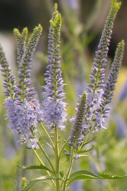 b0123487_1344887.jpg