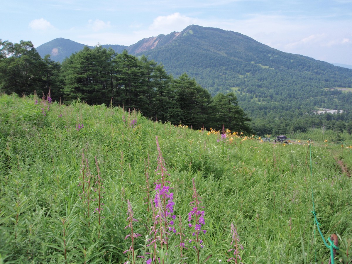 高山植物の宝庫「高峰高原」を調査しました_b0149200_13533640.jpg