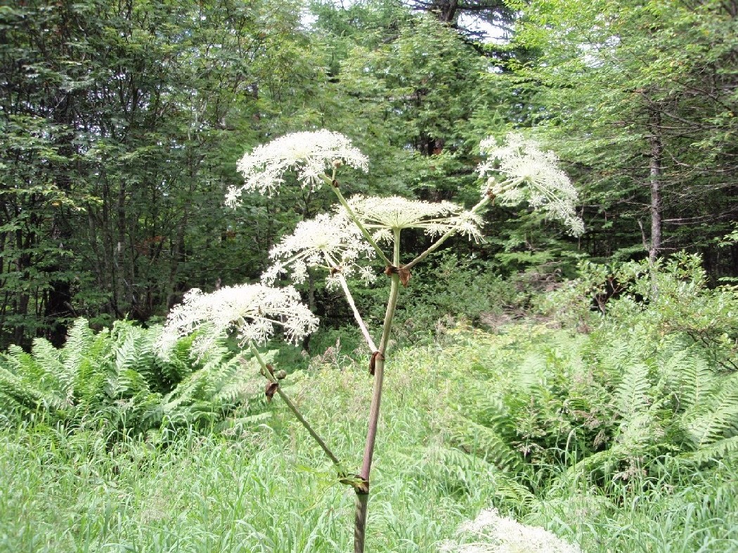 高山植物の宝庫「高峰高原」を調査しました_b0149200_153593.jpg