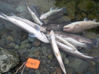 c0023804_14111844.jpg