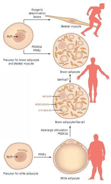 常識がくつがえる：　褐色脂肪細胞と筋肉細胞は兄弟だった_c0025115_20395138.jpg