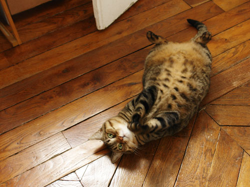 2008/08/22　近頃うちの子は・・・_f0034922_521028.jpg