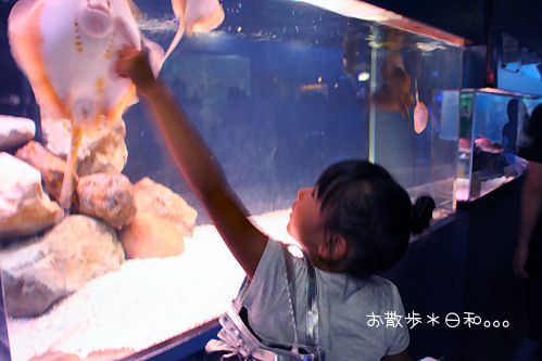 水族館。_b0147425_12362044.jpg